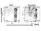Analysis of T-cell Central Memory Population