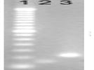Robust and Efficient Heating Block for traditional PCR reactions