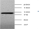 Great phospho-STAT3 antibody