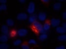 Rabbit anti-V5 immunofluorescence microscopy