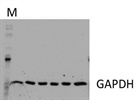 GAPDH Western Blot detection