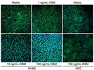 Good occludin antibody