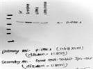 Excellent antibody to detect phospho-Pak in human cells