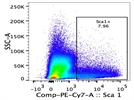 Sca-1 Antibody