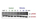 Phospho - PI3KD
