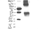 Anti-Human/Mouse/Rat OX40L antibody for Western blot