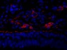 Good A7L6 Antibody