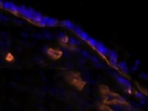 Great Anti-Laminin Antibody