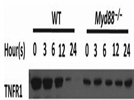 Review for Anti-TNFR1 antibody (ab19139)