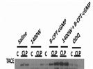 Review for Anti-TACE antibody (ab39163)