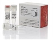 SuperScript IV UniPrime One-Step RT-PCR System