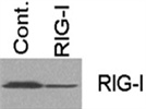 Review for Rabbit Anti-RIG-I Antibody