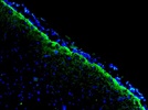 Excellent Antibody for IHC-Fr