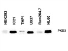 Review for Anti-PKD3 Antibody