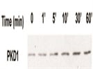 Review for Cell Signaling Technology's Anti-p-S744/748-PKD1 Antibody
