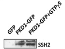 Review for Anti-SSH2 Antibody