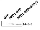 Review for Anti-14-3-3 Antibody