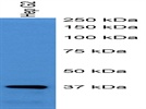 Review for Anti-Wnt11 Antibody
