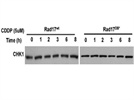 Review for Anti-CHK1 (G-4) Antibody