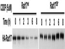 Review for Anti-HA-probe (F-7) Antibody