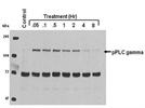 Good Phospho-PLC-gamma-1 Antibody