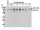 Detection of Phospho-FoxO1 (Thr24) and FoxO3a (Thr32)