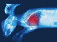  Preclinical Optical Imaging