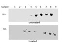 Clarity Western Blotting ECL Substrate