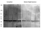 WesternBright Quantum HRP Substrate Reagent
