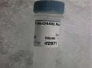 Phospho-mTOR Antibody Used for Western blot