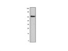 Zranb1 Antibody