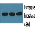 Antibody to Study Fumarate Metabolisam
