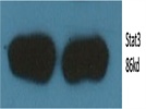 Product to Study Stat3 Role in Proteasomal Degradation.