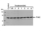Excellent Antibody to Detect Pak2 in Mammalian Cell Line