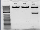 Good XbaI Restriction Enzyme