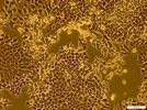 C Tubes & gentleMACS Dissociator for Tumor Dissociation