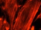 Best Phalloidin to Stain F-Actin In Vitro