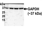 GAPDH Antibody That Works in Mice and Humans