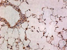 Anti-HDAC2 (Phospho S394) Antibody for Mouse