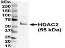 HDAC2 Antibody for Immunoblotting