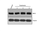 Western Blot Analysis of MFN2