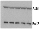 Bcl-2 in Mouse T cells