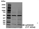 Anti-Gamma H2A.X Antibody
