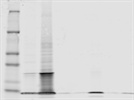 Reliable primary antibody in western blot analysis