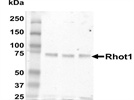 Rhot1 Antibody