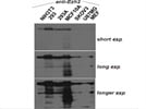 Excellent Antibody for Detecting Endogenous Ezh2