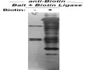 Extremely Strong Antibody Against Biotin