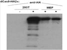 Excellent Antibody for Detecting HA Epitope Tag