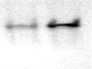 Good Phospo-NF-kb p65 Antibody for Western Blot and Flow Cytometry