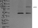 Phospo STAT5 Antibody for Western Blot and Flow Cytometry